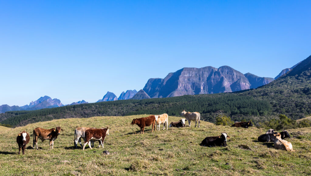 A cattle grazing in the mountains